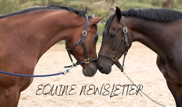 Are You Loving Your Horse to Death? Equine Obesity