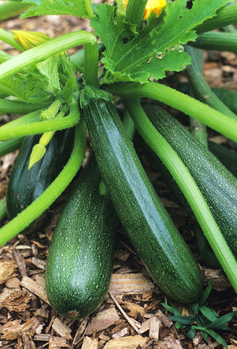 SQUASH BLACK BEAUTY ZUCCHINI