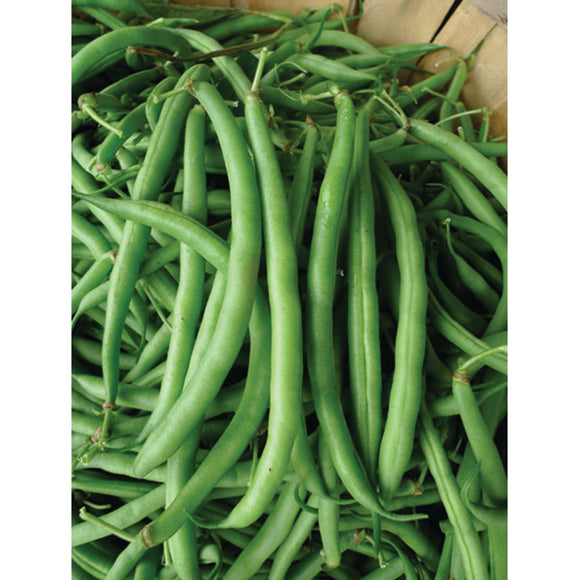 BUSH BEAN BURPEE STRINGLESS GREENPOD