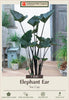 Netherland Bulb Company Elephant Ear 'Tea Cup'