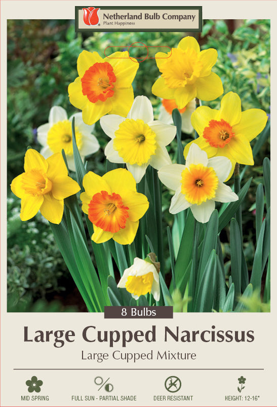 Netherland Bulb Company Large Cupped Daffodil Narcissus Mixture