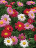 Burpee Painted Daisy, Mixed Colors