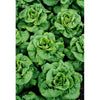 Southern States Seed Division Buttercrunch Lettuce 1/2 oz