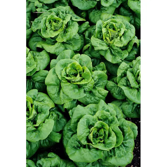 Southern States Seed Division Buttercrunch Lettuce 1/2 oz