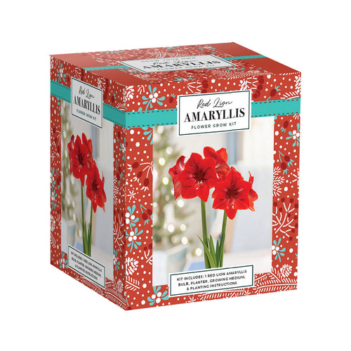 Netherland Bulb Company HG Essentials Amaryllis Holiday Gift Growing Kit