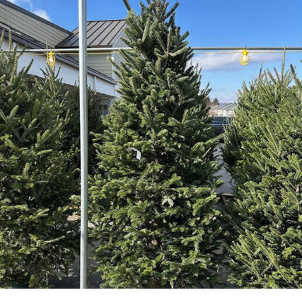 Home & Garden SuppliesThree lush green Christmas trees stand in an outdoor lot under a clear blue sky, with festive string lights above and a rooftop in the background.