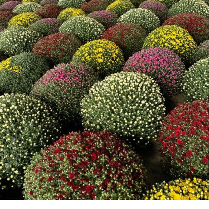 Home & Garden SuppliesMums of various shades of white, yellow, pink, and red lined up on a concrete floor.