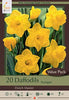 Netherland Bulb Company  Trumpet  Daffodil Narcissus 'Dutch Master'