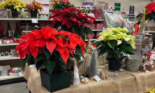 A display of vibrant red and white poinsettias on a burlap-covered table in a store, surrounded by festive decorations and gift items.