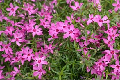 Phlox Subulata - Crimson Beauty