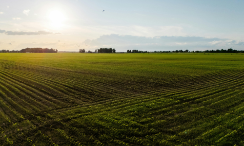 Sunlit agricultural field with young green crops in neat, parallel rows. The sky is clear with a low sun, casting a warm glow over the tranquil landscape.