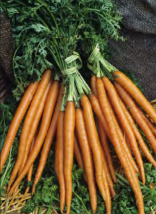 CARROT LONG ORANGE