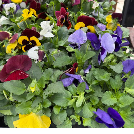 Home & Garden SuppliesA vibrant mix of pansies in bloom, displaying purple, yellow, white, and burgundy petals against lush green leaves, creating a cheerful, lively scene.