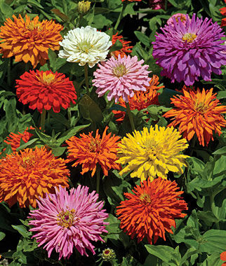 Burpee Zinnia, Burpeeana Giants Mix