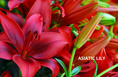 Blooming Secrets Red County Lily - 2 Bulbs