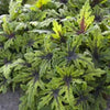 Perennial Farm Marketplace Tiarella 'Timbuktu' (Foam Flower)