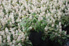 Perennial Farm Marketplace Tiarella 'Timbuktu' (Foam Flower)