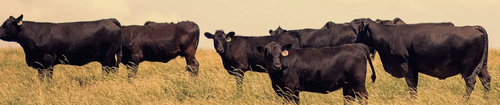 Elanco Catron IV Spray