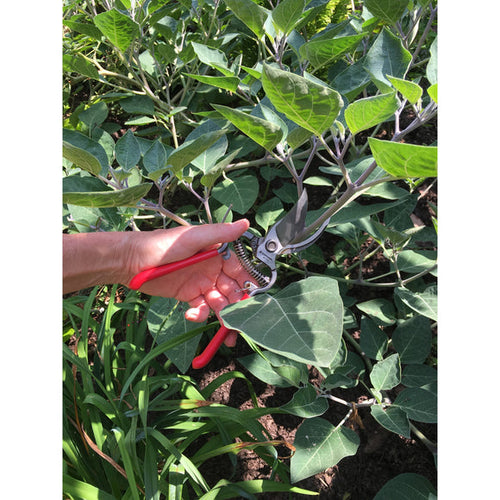 Corona ClassicCUT® Bypass Pruner - 3/4 in