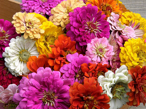 Renee’s Garden Scatter Gardens  Heirloom Rainbow Flowers Colorful, Carefree Zinnias