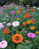Renee’s Garden Scatter Gardens  Heirloom Rainbow Flowers Colorful, Carefree Zinnias