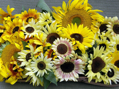 Renee’s Garden Scatter Gardens Heirloom Summer Garden Dancing, Joyous Sunflowers