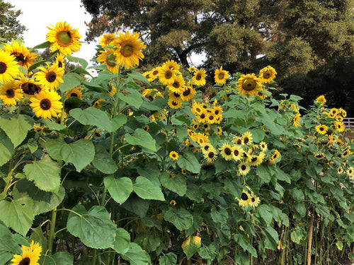 Renee’s Garden Scatter Gardens Heirloom Summer Garden Dancing, Joyous Sunflowers