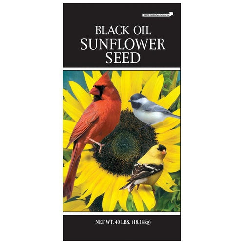 GENERIC BLACK OIL SUNFLOWER SEED