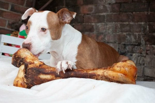 Redbarn Mammoth Bone Dog Treat